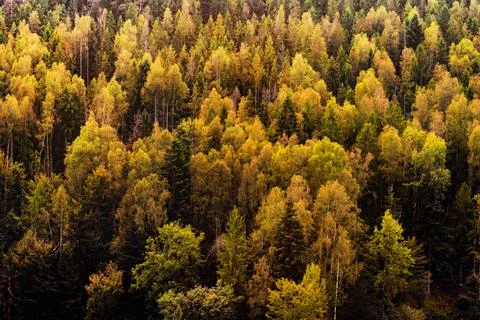Forest trees texture photo. Stock Photos