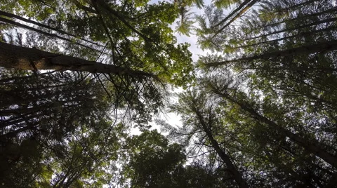 Forest Trees Time Lapse Stock Footage