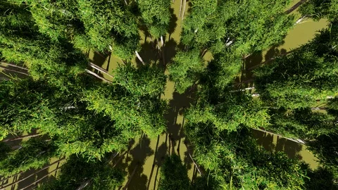 Forest Trees From Top View, 3D Rendering, 4k Stock Footage 120411348
