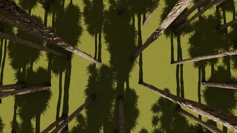 Forest Trees From Top View, 3D Rendering, 4k Stock Footage 120411597
