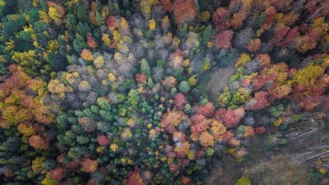 The forest trees from the top view Stock Photos