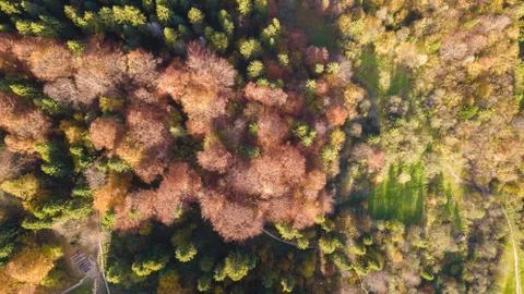 The forest trees from the top view Stock Photos