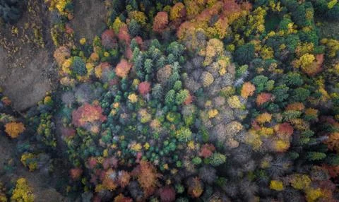 The forest trees from the top view Stock Photos