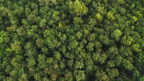 Forest Trees top view texture and background Stock Photos
