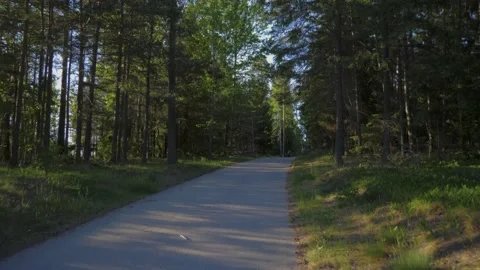 Forest Trees Trunks Green Grass Gleaming Shining Flickering Sun Trunks Stockbeeldmateriaal 131780215