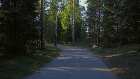 Forest Trees Trunks Green Grass Gleaming Shining Flickering Sun Trunks Stockbeeldmateriaal 131780220