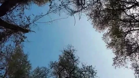 Forest Trees Under Bright Blue Sky Stock Footage 321837621