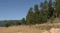 Forest & Trees In The Valles Caldera Of The Jemez Mountains HD Footage