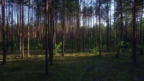 Forest trees vertical pan morning or evening aerial 4k moving up crane or drone Stock Footage 77939891