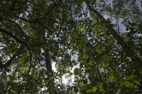 Forest trees view from below into the sky. nature green wood sunlight background Stock Photos