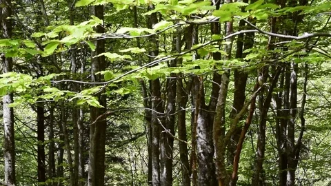 Forest trees view with a parallax camera movement. Stock Footage 106975781