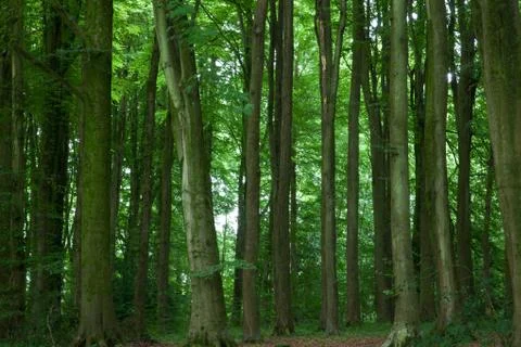 Forest trees view Stock Photos