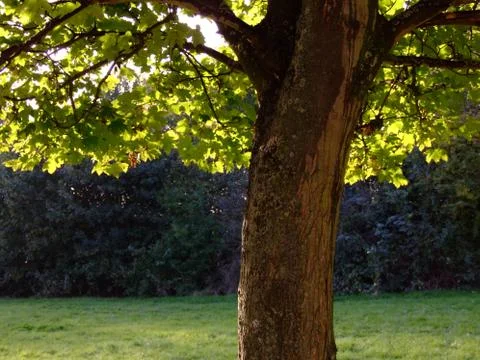 Forest trees view Stock Photos