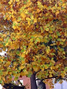 Forest trees view Stock Photos