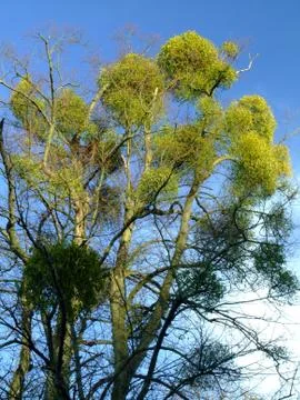 Forest trees view Stock Photos