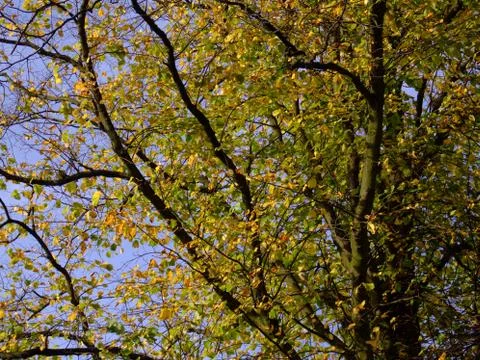 Forest trees view Stock Photos