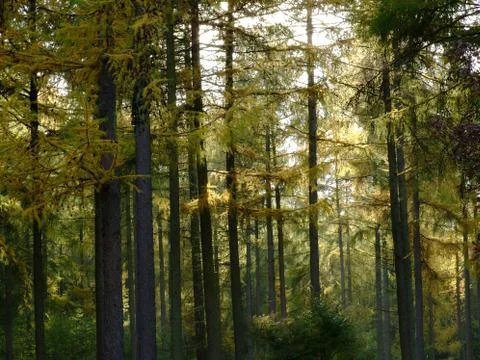 Forest trees view Stock Photos