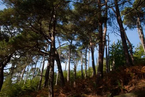 Forest trees view Stock Photos