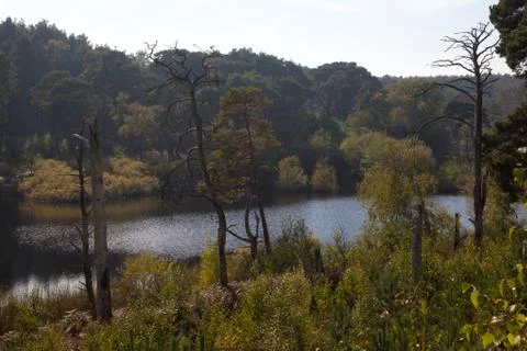 Forest trees view Stock Photos