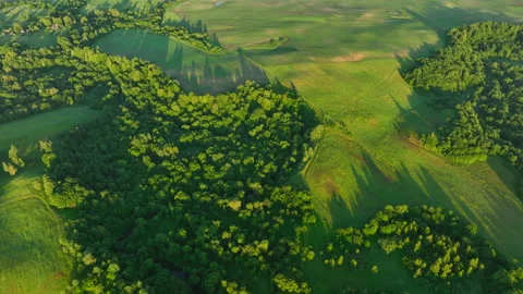 Forest with trees, view from the top. Green trees in the forest 動画素材 201239682