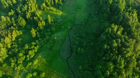 Forest with trees, view from the top. Green trees in the forest Stock Footage 201294536