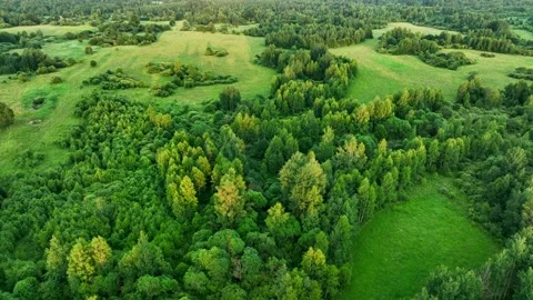 Forest with trees, view from the top. Green trees in the forest Stock Footage 201294934