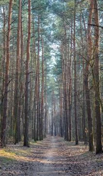 Forest Trees. Walking trough the forest Stock Photos