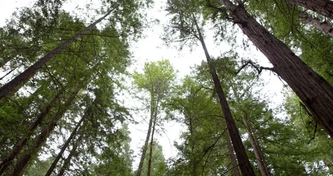 Forest trees wide angle Stock-Footage 127128496