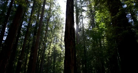 Forest trees wide angle Stock Footage 127128708