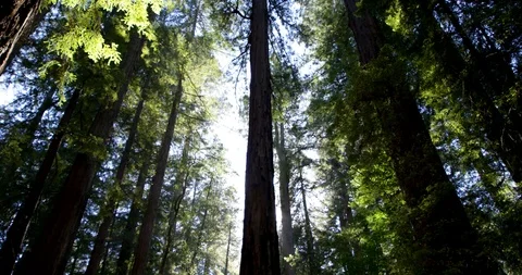 Forest trees wide angle Stock Footage 127128772