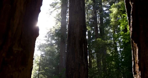 Forest trees wide angle Stock Footage 127128776