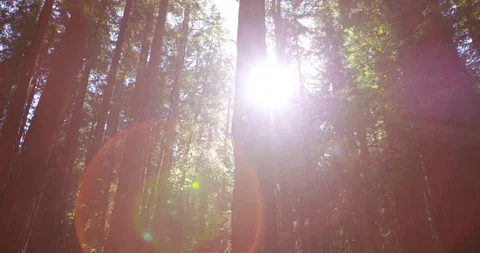 Forest trees wide angle Stock Footage 127128871