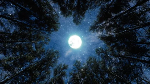 Forest trees in the wind at stary night with Moon 4k Stock Footage 282794919