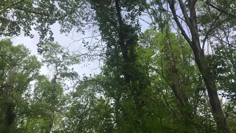 Forest Trees in the Wind; Time Lapse. Stock Footage 240129706