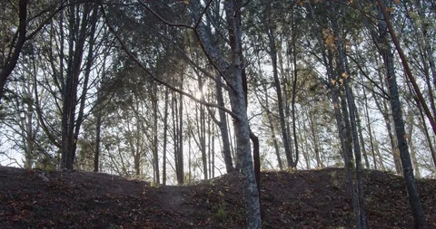 Forest trees in winter. Against the sunlight. Stock Footage 120549986