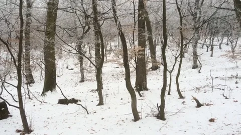 Forest trees in winter Stock Footage 72165400