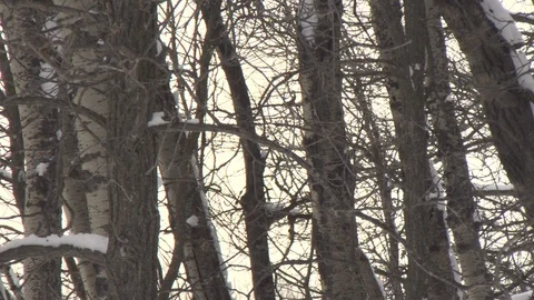 A Forest of Trees in the Winter HD Video Video stock 90386511