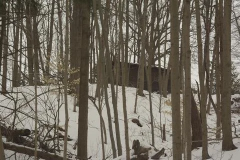 Forest Trees in Winter Stock Photos