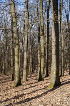 Forest of Trees in Winter Stock Photos