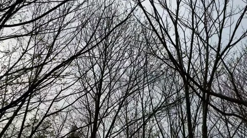 FOREST OF TREES WITHOUT LEAVES, BRANCHES EMPTY FOR THE WINTER WAITING FOR SPR 動画素材 151668314