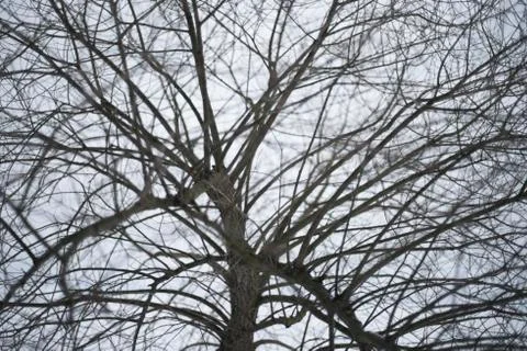In the forest trees without leaves. Stock Photos