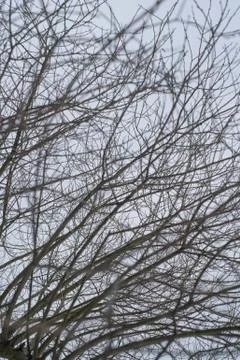 In the forest trees without leaves. Stock Photos