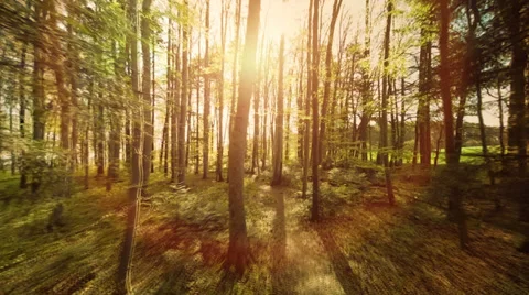 Forest trees. woods. trees. plants nature background. summertime. aerial view Stock Footage 38242561
