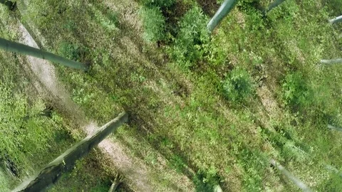 Forest trees woods trees plants nature background summertime aerial view Stock Footage 74089156