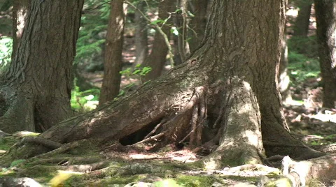 Forest Trees Zoom Out Stock Footage 213385