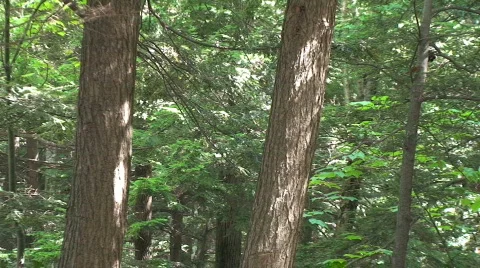 Forest Trees Zoom Out  Stock Footage 213590
