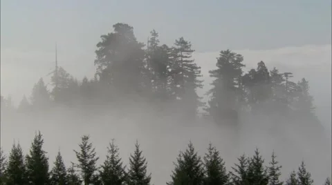 Forest Treetop Fog Stock Footage 40687311
