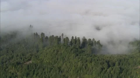 Forest Treetop Fog Stock Footage 40687314