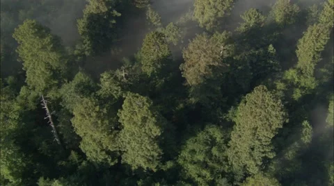 Forest Treetop Fog Stock Footage 40687334