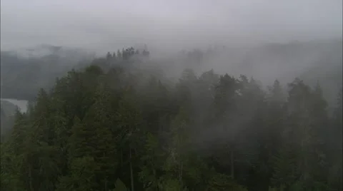Forest Treetop Fog Stock Footage 40687773
